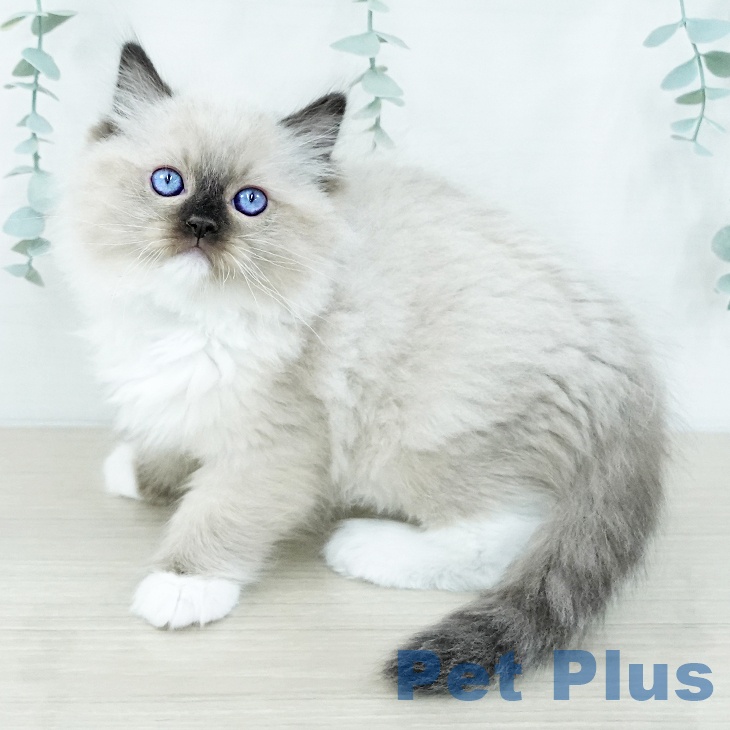 東京都のラグドール (ペッツワン 南砂町SUNAMO店/2025年10月30日生まれ/男の子/シールポイントミテッド)の子猫