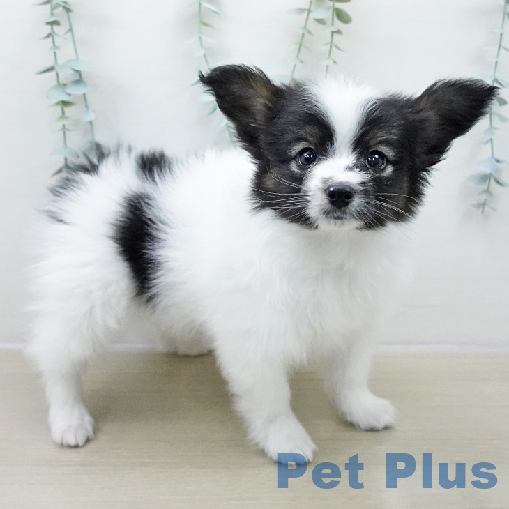 岩手県のパピヨン (ペットプラス 盛岡南店/2025年10月31日生まれ/男の子/トライカラー)の子犬の1枚目の画像