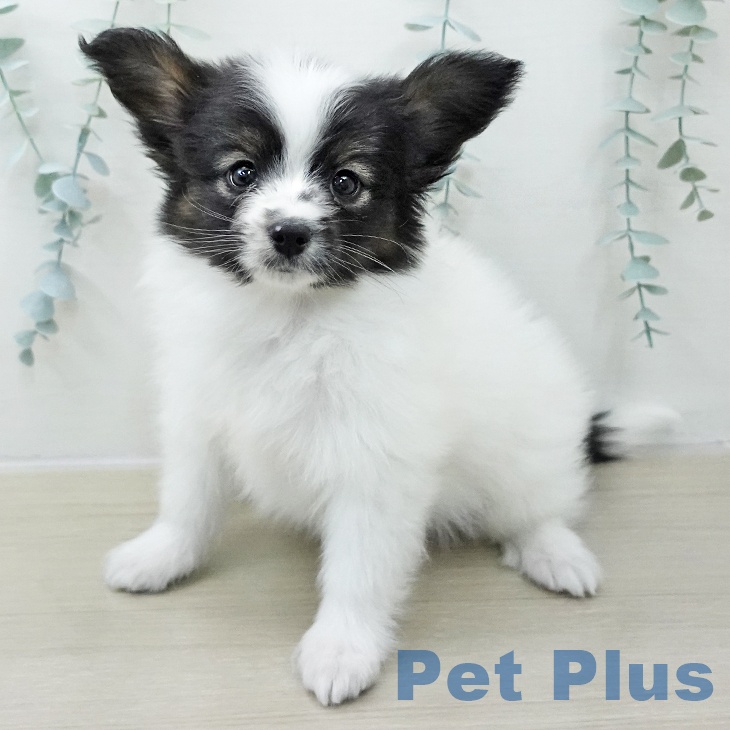 岩手県のパピヨン (ペットプラス 盛岡南店/2025年10月31日生まれ/男の子/トライカラー)の子犬の2枚目の画像