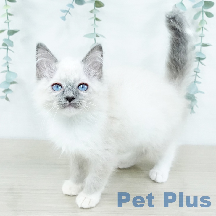 埼玉県のラグドール (ペッツワン 新座店/2025年10月17日生まれ/女の子/ブルーポイントミテッド)の子猫の1枚目の画像