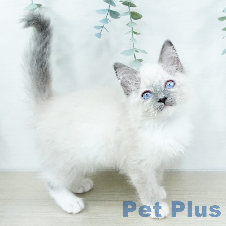 埼玉県のラグドール (ペッツワン 新座店/2025年10月17日生まれ/女の子/ブルーポイントミテッド)の子猫の2枚目の画像