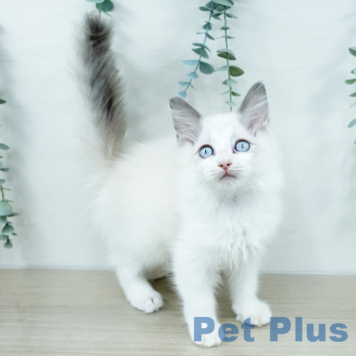 千葉県のラグドール (ペットプラス 幕張新都心店/2025年10月17日生まれ/女の子/ブルーポイントバイカラー)の子猫の2枚目の画像