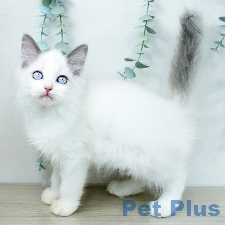 茨城県のラグドール (ペッツワン 古河店/2025年10月17日生まれ/女の子/ブルーポイントバイカラー)の子猫の1枚目の画像