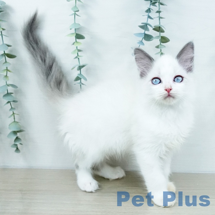 茨城県のラグドール (ペッツワン 古河店/2025年10月17日生まれ/女の子/ブルーポイントバイカラー)の子猫の2枚目の画像