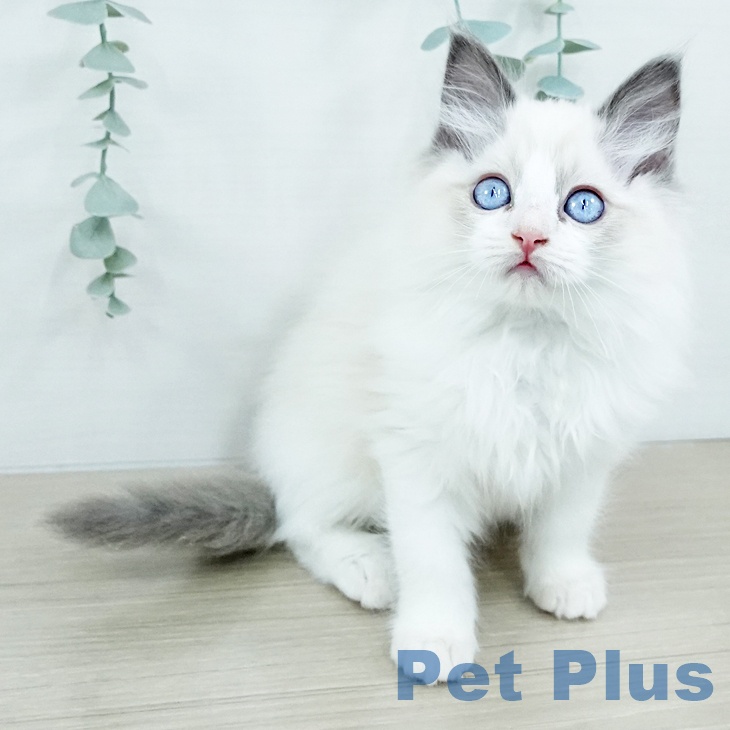 東京都のラグドール (ペットプラス 日の出店/2025年10月15日生まれ/男の子/ブルーポイントバイカラー)の子猫の2枚目の画像