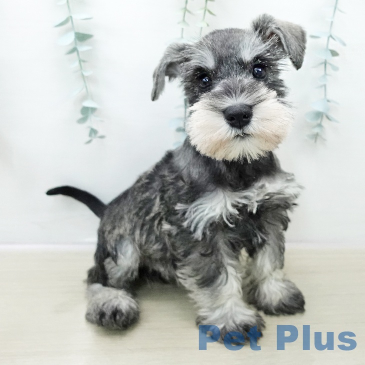 千葉県のミニチュアシュナウザー (ペットプラス コトエ流山おおたかの森店/2025年10月30日生まれ/男の子/ソルトペッパー)の子犬の1枚目の画像