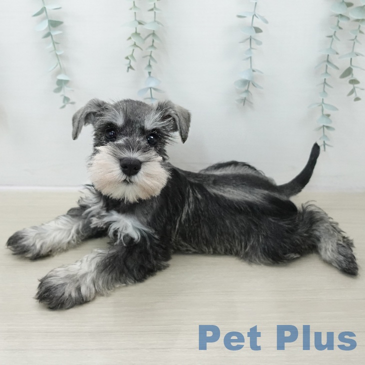 千葉県のミニチュアシュナウザー (ペットプラス コトエ流山おおたかの森店/2025年10月30日生まれ/男の子/ソルトペッパー)の子犬の2枚目の画像