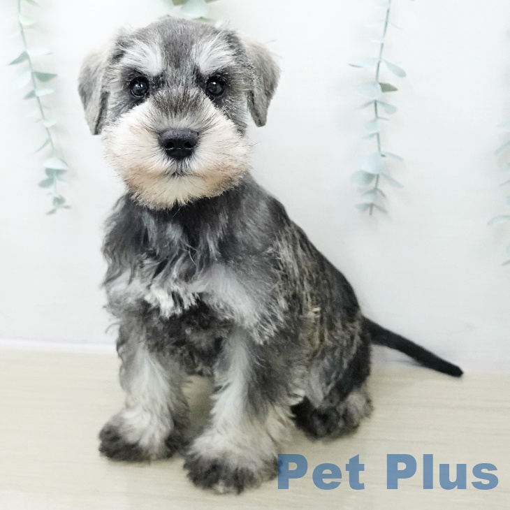 群馬県のミニチュアシュナウザー (ペットプラス 前橋店/2025年10月30日生まれ/男の子/ソルトペッパー)の子犬の1枚目の画像