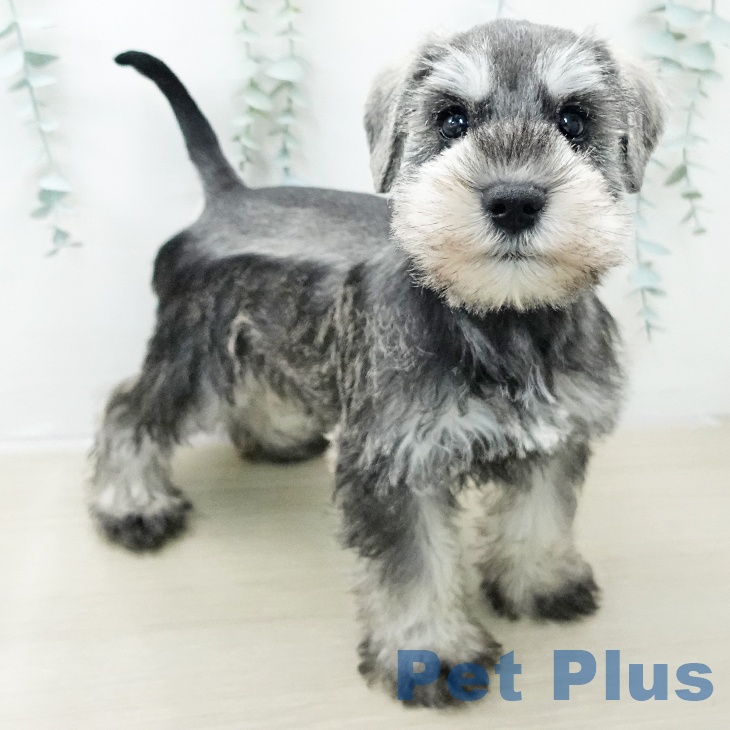 群馬県のミニチュアシュナウザー (ペットプラス 前橋店/2025年10月30日生まれ/男の子/ソルトペッパー)の子犬の2枚目の画像