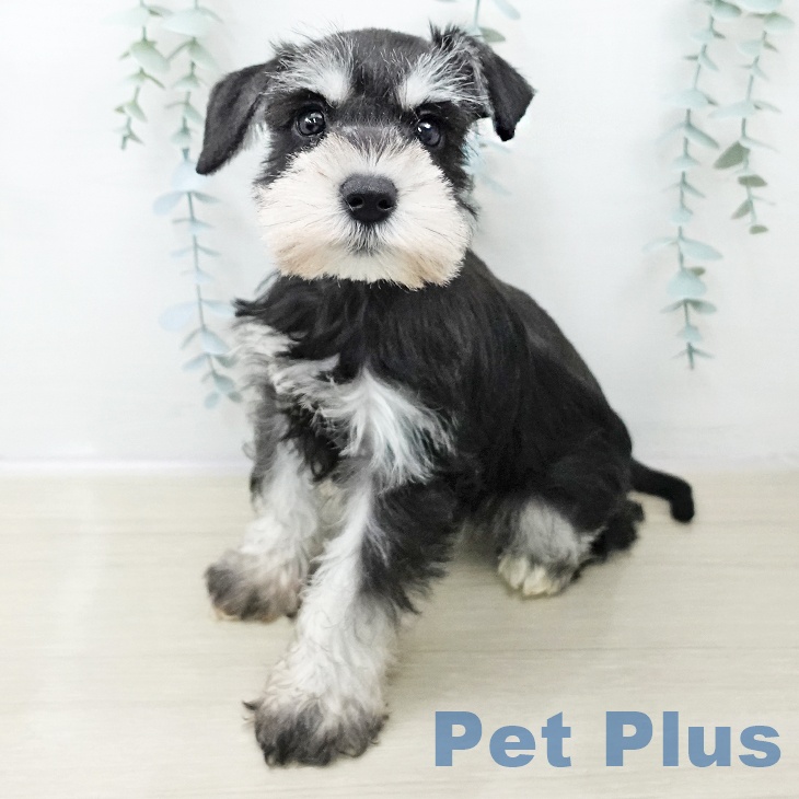 岩手県のミニチュアシュナウザー (ペットプラス 盛岡南店/2025年10月30日生まれ/女の子/ブラックシルバー)の子犬の2枚目の画像