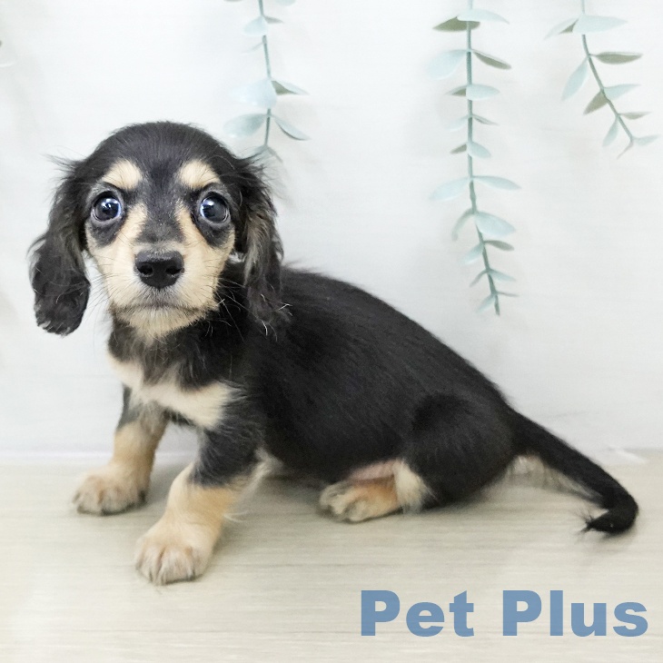 茨城県のミニチュアダックスフンド(ロング) (ペットプラス つくば店/2025年10月31日生まれ/男の子/ブラックタン)の子犬の1枚目の画像