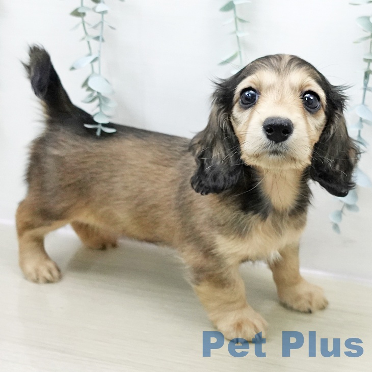 埼玉県のミニチュアダックスフンド(ロング) (ペットプラス 与野店/2025年10月31日生まれ/女の子/シェーデットレッド)の子犬の2枚目の画像