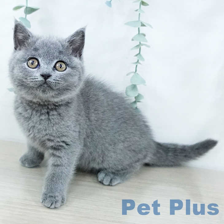 東京都のブリティッシュショートヘアー (ペットプラス 日の出店/2025年10月23日生まれ/女の子/ブルー)の子猫の1枚目の画像