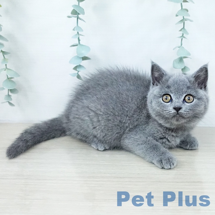 東京都のブリティッシュショートヘアー (ペットプラス 日の出店/2025年10月23日生まれ/女の子/ブルー)の子猫の2枚目の画像