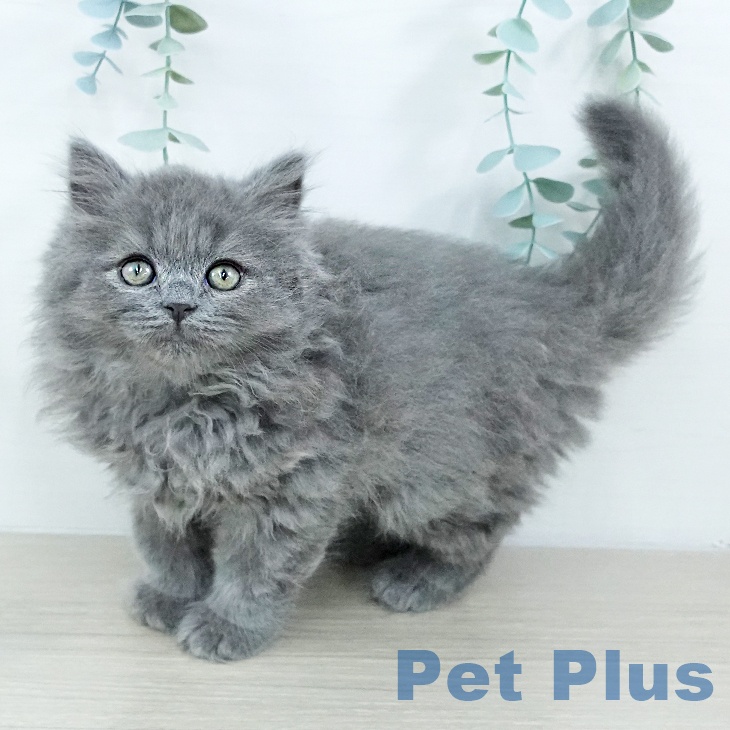 福島県のブリティッシュショートヘアー (ペットプラス イオンタウン郡山店/2025年10月24日生まれ/男の子/ブルー)の子猫の1枚目の画像