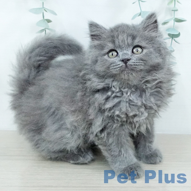 福島県のブリティッシュショートヘアー (ペットプラス イオンタウン郡山店/2025年10月24日生まれ/男の子/ブルー)の子猫の2枚目の画像