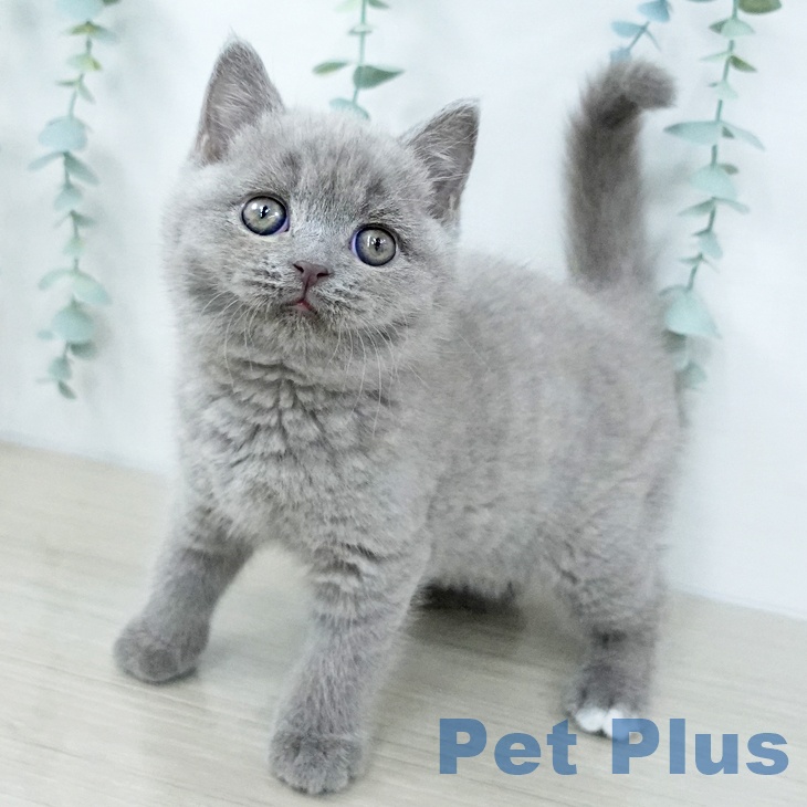 千葉県のブリティッシュショートヘアー (ペットプラス 幕張新都心店/2025年10月31日生まれ/男の子/ライラック)の子猫の1枚目の画像