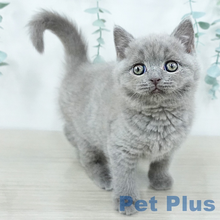 千葉県のブリティッシュショートヘアー (ペットプラス 幕張新都心店/2025年10月31日生まれ/男の子/ライラック)の子猫の2枚目の画像