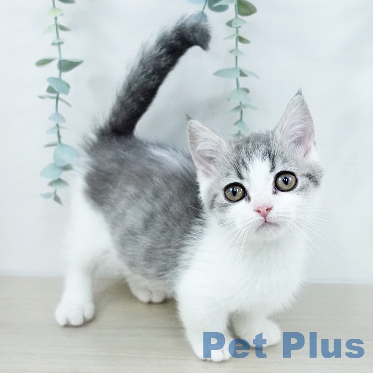 山形県のマンチカン (ペットプラス 天童店/2025年10月30日生まれ/男の子/ブルータビーホワイト)の子猫の1枚目の画像