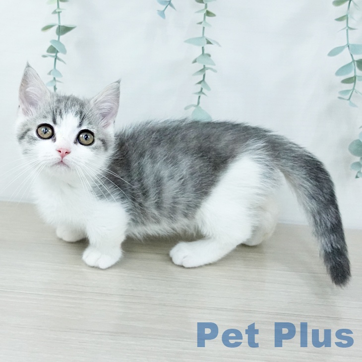 山形県のマンチカン (ペットプラス 天童店/2025年10月30日生まれ/男の子/ブルータビーホワイト)の子猫の2枚目の画像
