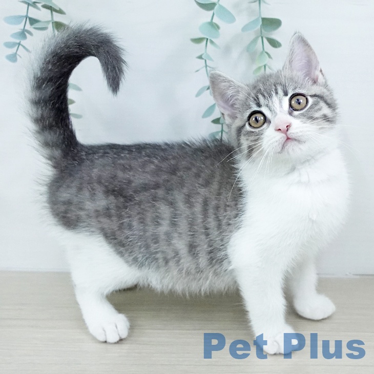 東京都のマンチカン (ペッツワン 南砂町SUNAMO店/2025年10月30日生まれ/男の子/ブルータビーホワイト)の子猫の1枚目の画像