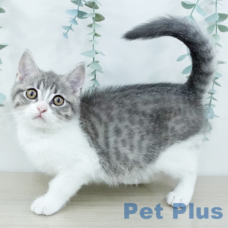 東京都のマンチカン (ペッツワン 南砂町SUNAMO店/2025年10月30日生まれ/男の子/ブルータビーホワイト)の子猫の2枚目の画像