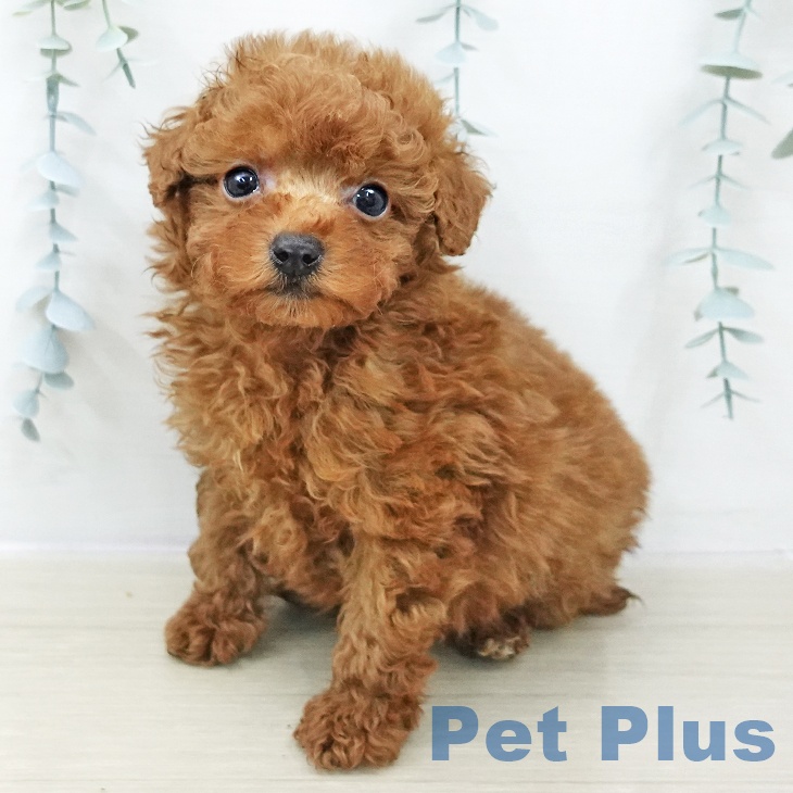 神奈川県のトイプードル(トイ) (ペットプラス 新百合丘店/2025年10月23日生まれ/男の子/レッド)の子犬の1枚目の画像