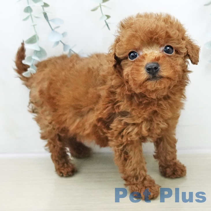 神奈川県のトイプードル(トイ) (ペットプラス 新百合丘店/2025年10月23日生まれ/男の子/レッド)の子犬の2枚目の画像