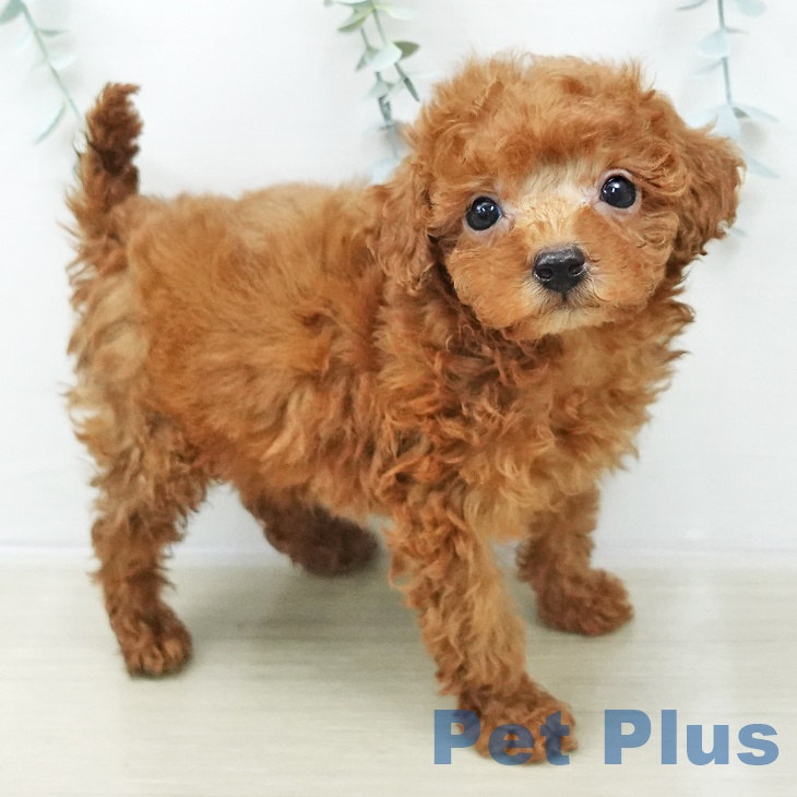 埼玉県のトイプードル(トイ) (ペットプラス 浦和美園店/2025年10月23日生まれ/男の子/レッド)の子犬の1枚目の画像