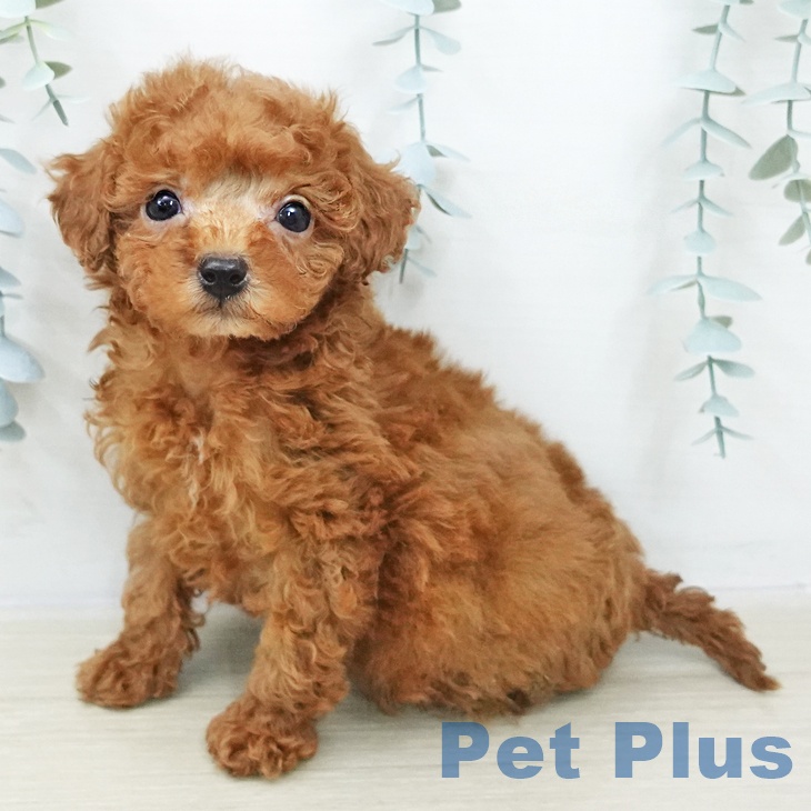 埼玉県のトイプードル(トイ) (ペットプラス 浦和美園店/2025年10月23日生まれ/男の子/レッド)の子犬の2枚目の画像