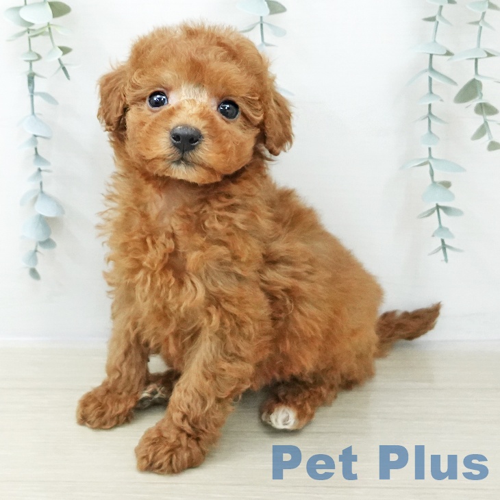 埼玉県のトイプードル(トイ) (ペットプラス 上尾店/2025年10月23日生まれ/女の子/レッド)の子犬の1枚目の画像