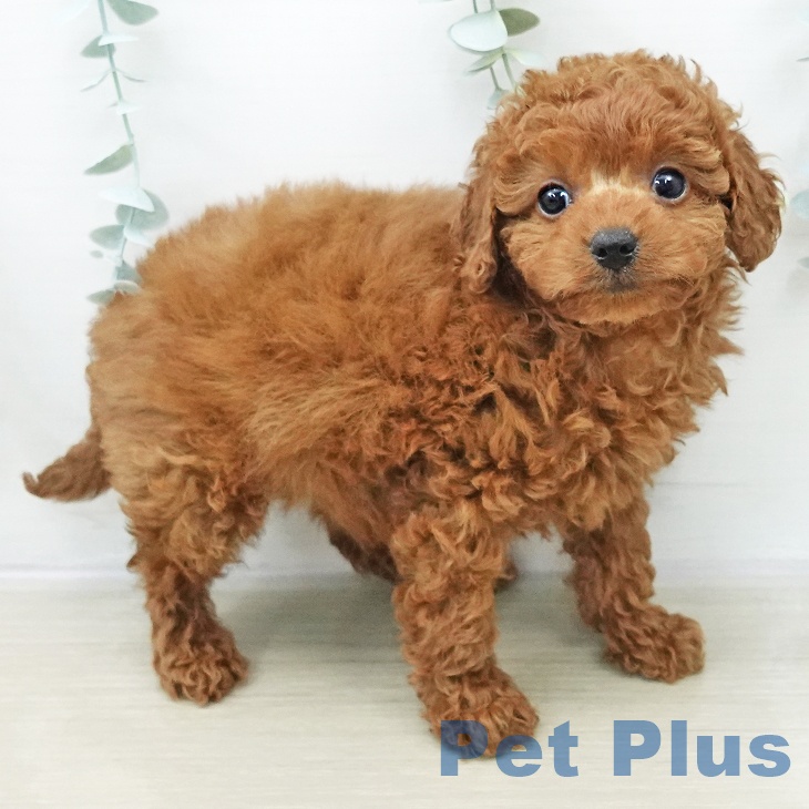 埼玉県のトイプードル(トイ) (ペッツワン 新座店/2025年10月23日生まれ/女の子/レッド)の子犬の2枚目の画像