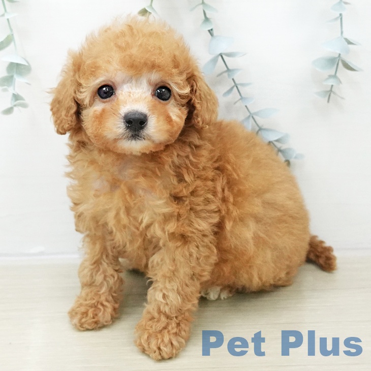 東京都のトイプードル(トイ) (ペットプラス 東久留米店/2025年10月23日生まれ/女の子/アプリコット)の子犬の1枚目の画像