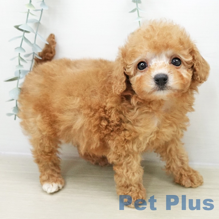 東京都のトイプードル(トイ) (ペットプラス 東久留米店/2025年10月23日生まれ/女の子/アプリコット)の子犬の2枚目の画像