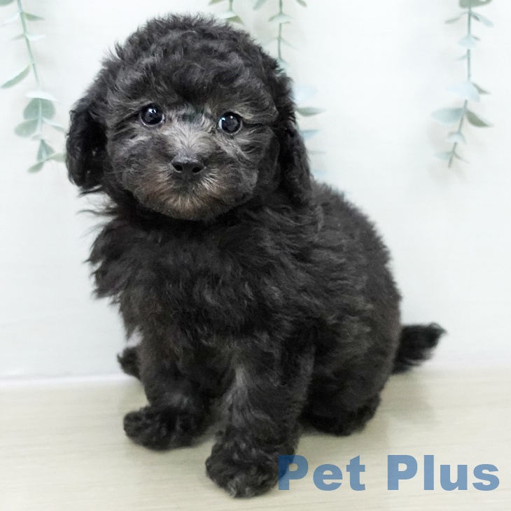 千葉県のトイプードル(トイ) (ペットプラス 幕張新都心店/2025年10月28日生まれ/女の子/シルバー)の子犬