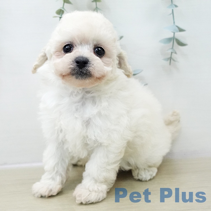 群馬県のトイプードル(トイ) (ペットプラス イオンモール太田店/2025年10月28日生まれ/女の子/ホワイト)の子犬の1枚目の画像