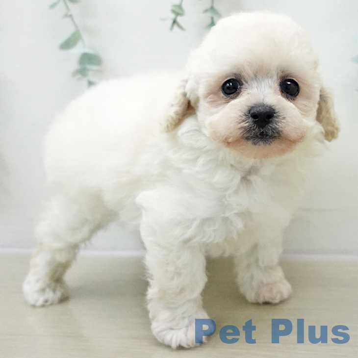 群馬県のトイプードル(トイ) (ペットプラス イオンモール太田店/2025年10月28日生まれ/女の子/ホワイト)の子犬の2枚目の画像