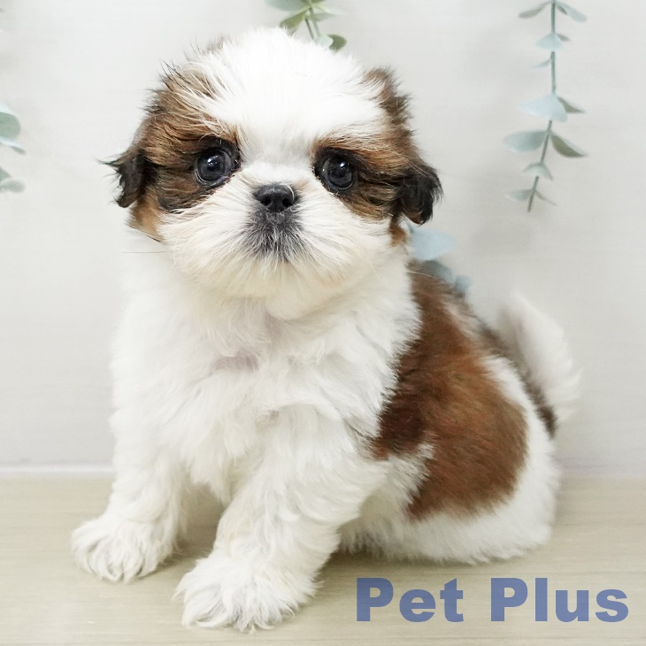 宮城県のシーズー (ペットプラス 名取店/2025年10月31日生まれ/男の子/ゴールドホワイト)の子犬の1枚目の画像