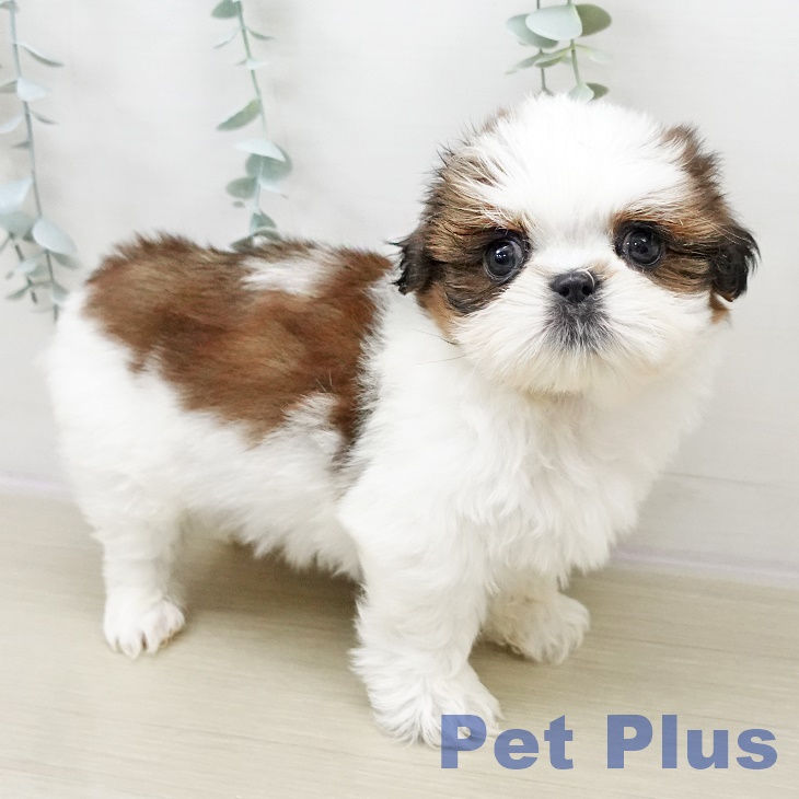 宮城県のシーズー (ペットプラス 名取店/2025年10月31日生まれ/男の子/ゴールドホワイト)の子犬の2枚目の画像