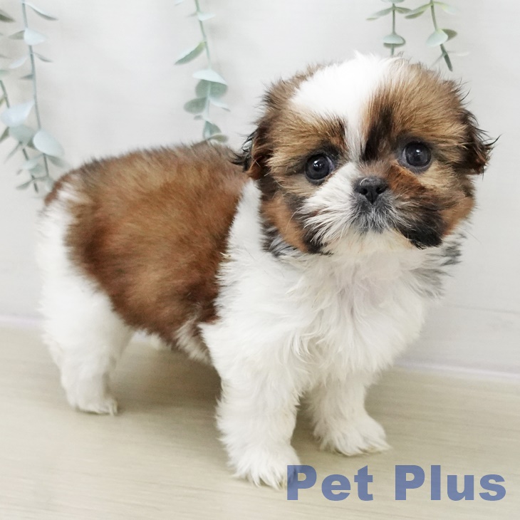 埼玉県のシーズー (ペットプラス クレアモール川越店/2025年10月31日生まれ/男の子/ゴールドホワイト)の子犬の2枚目の画像