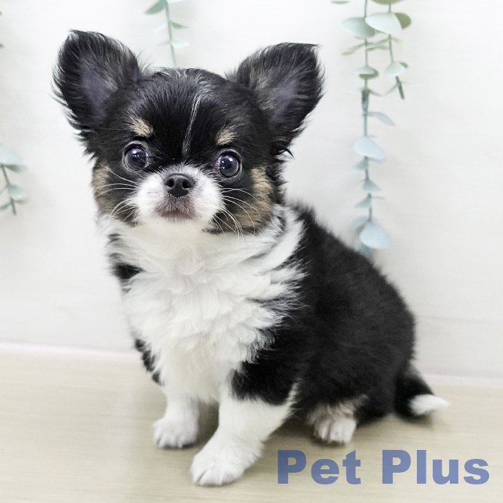 神奈川県のチワワ(ロング) (ペットプラス テラスモール湘南店/2025年10月31日生まれ/男の子/ブラックタンホワイト)の子犬の1枚目の画像