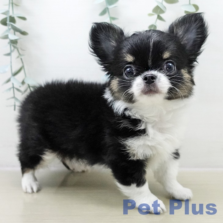 神奈川県のチワワ(ロング) (ペットプラス テラスモール湘南店/2025年10月31日生まれ/男の子/ブラックタンホワイト)の子犬の2枚目の画像