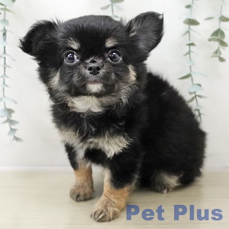 東京都のチワワ(ロング) (ペットプラス 日の出店/2025年10月31日生まれ/女の子/ブラックタンホワイト)の子犬の1枚目の画像