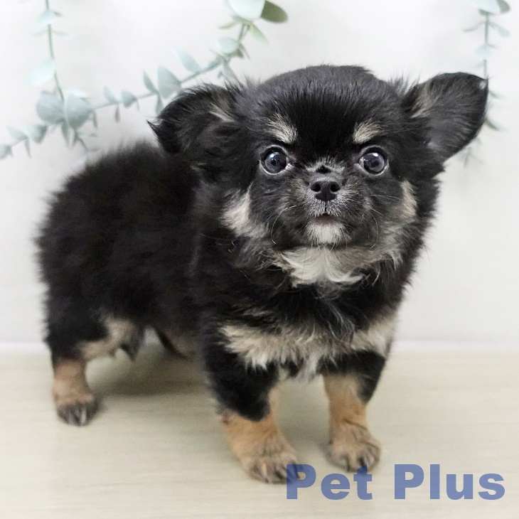 東京都のチワワ(ロング) (ペットプラス 日の出店/2025年10月31日生まれ/女の子/ブラックタンホワイト)の子犬の2枚目の画像