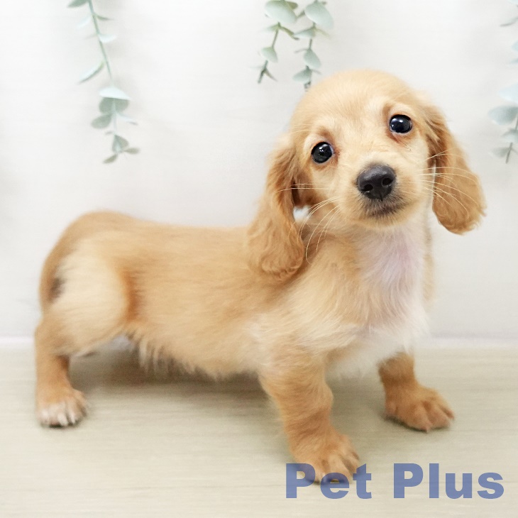 埼玉県のミニチュアダックスフンド(ロング) (ペッツワン 新座店/2025年11月1日生まれ/男の子/ゴールド)の子犬の1枚目の画像