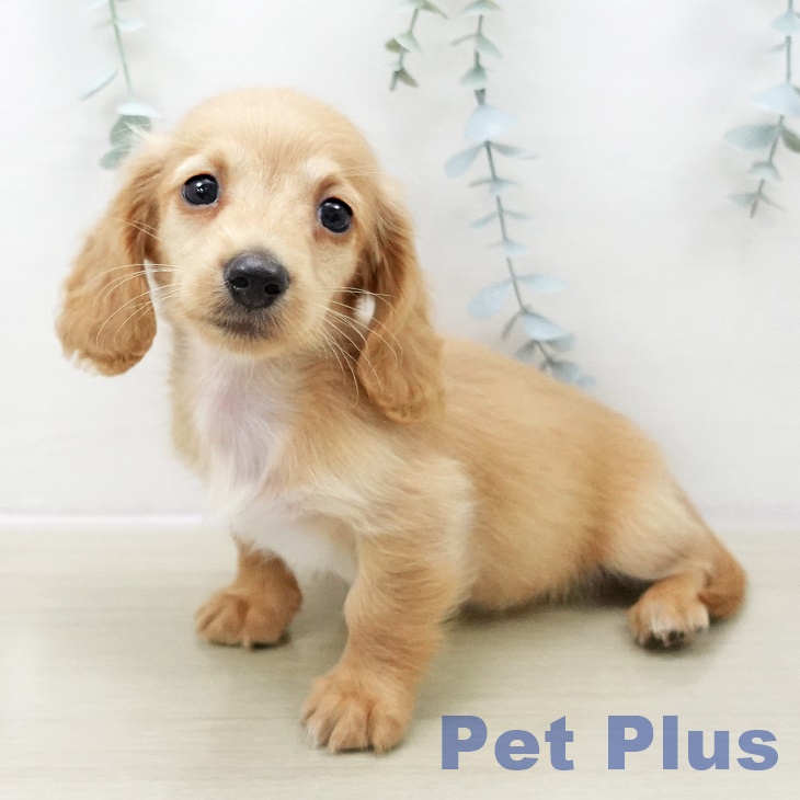 埼玉県のミニチュアダックスフンド(ロング) (ペッツワン 新座店/2025年11月1日生まれ/男の子/ゴールド)の子犬の2枚目の画像