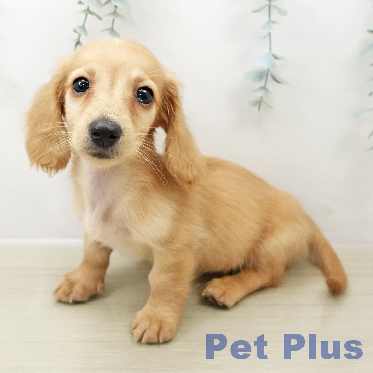 神奈川県のミニチュアダックスフンド(ロング) (ペットプラス 座間店/2025年11月1日生まれ/男の子/ゴールド)の子犬の1枚目の画像