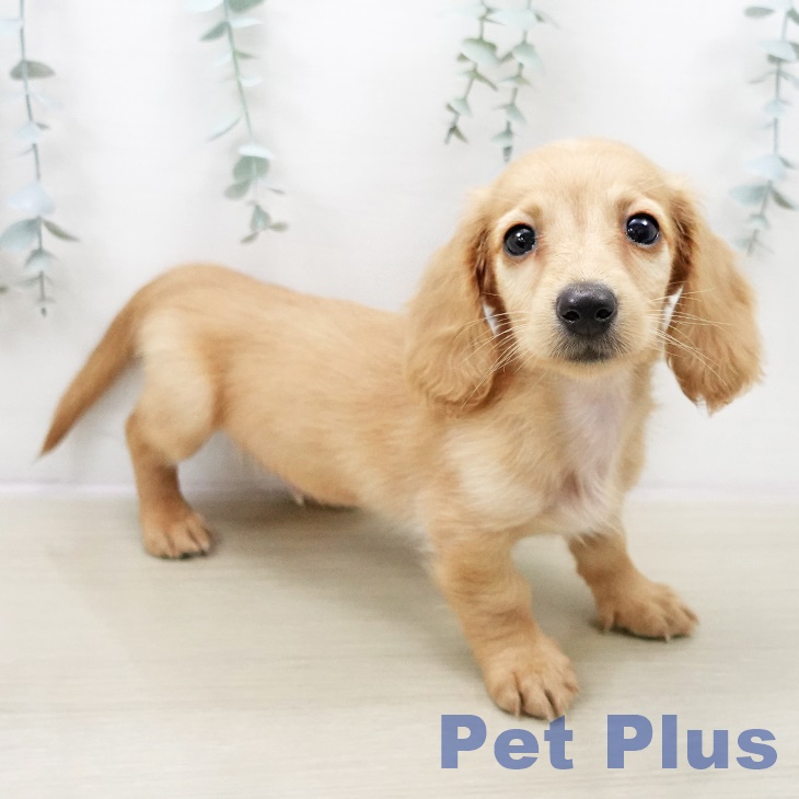 神奈川県のミニチュアダックスフンド(ロング) (ペットプラス 座間店/2025年11月1日生まれ/男の子/ゴールド)の子犬の2枚目の画像