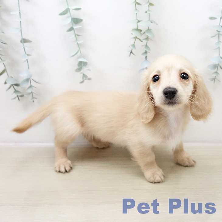 神奈川県のミニチュアダックスフンド(ロング) (ペットプラス テラスモール湘南店/2025年11月1日生まれ/女の子/イエロー)の子犬の1枚目の画像