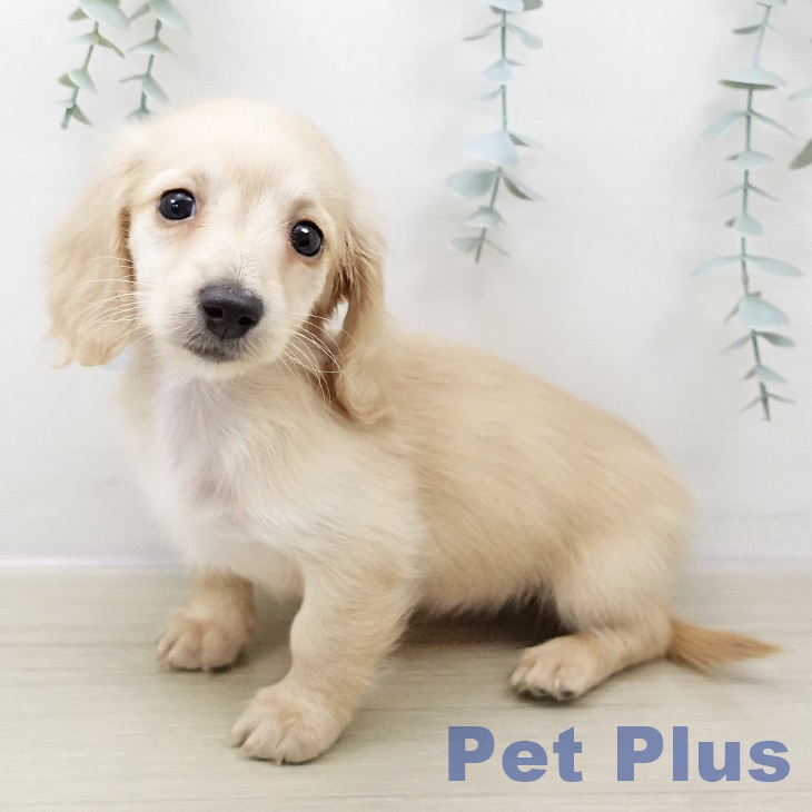 神奈川県のミニチュアダックスフンド(ロング) (ペットプラス テラスモール湘南店/2025年11月1日生まれ/女の子/イエロー)の子犬の2枚目の画像